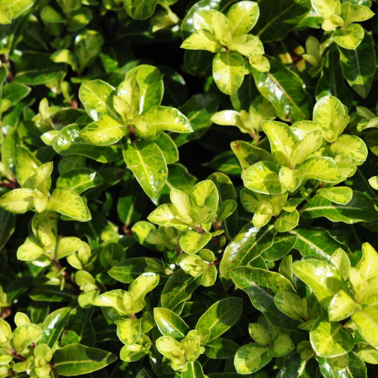 Pittosporum tenuifolium 'Golden Ball'